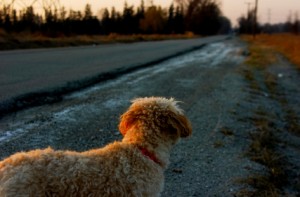 Lost Dog looking down a empty street